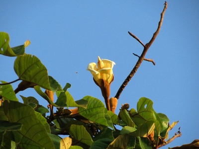 Balsa Tree