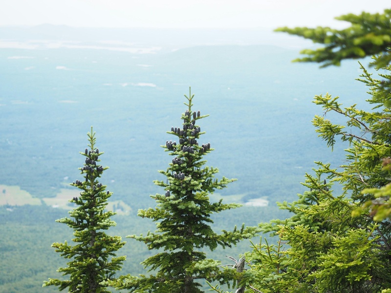 The Complete List of Boreal Forest Trees - Flora Fauna Fun