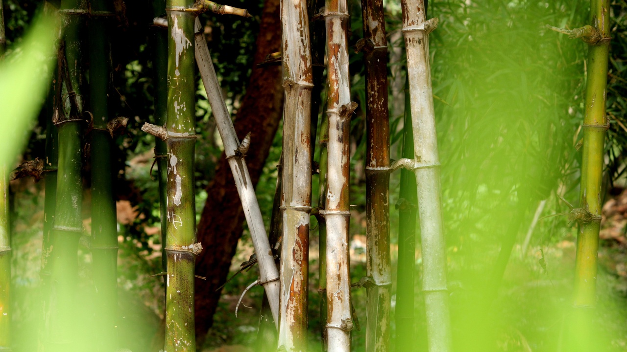 Montane understory with bamboo and ground-layer plants