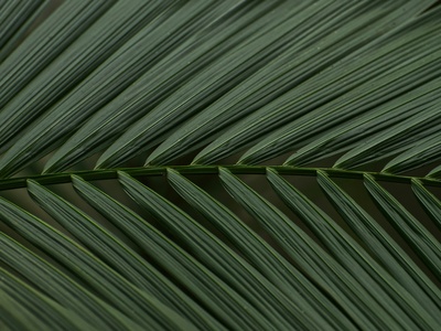 Bamboo Palm