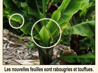 Banana Bunchy Top Virus