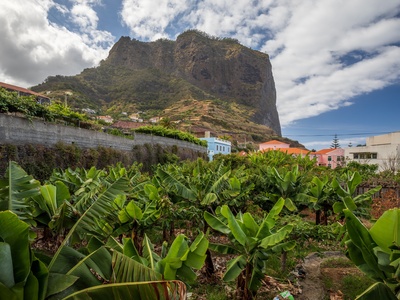 Banana da Madeira