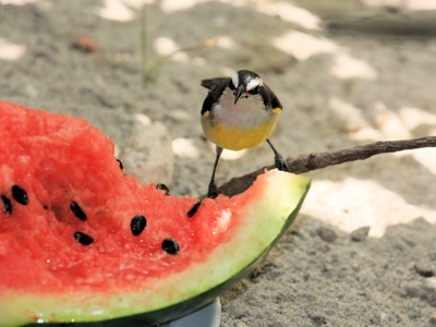 Bananaquit