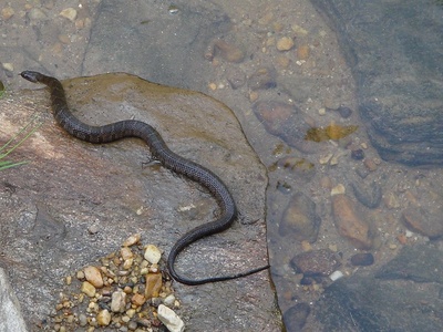 Banded Fishing Snake