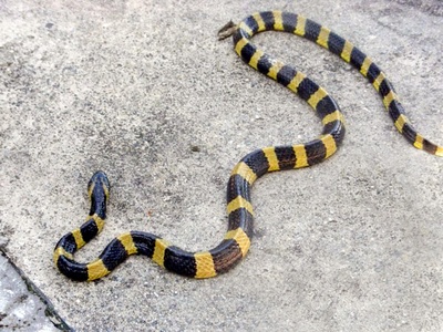 Banded Krait