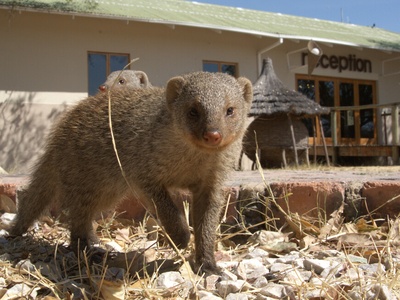 Banded Mongoose