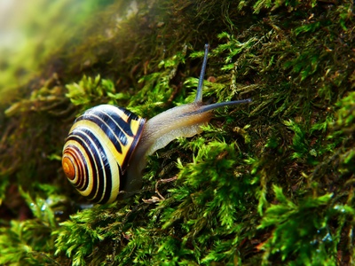 Banded Mystery Snail