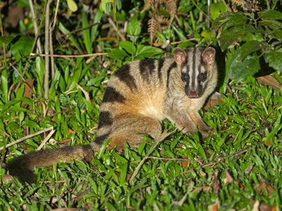 Banded palm civet