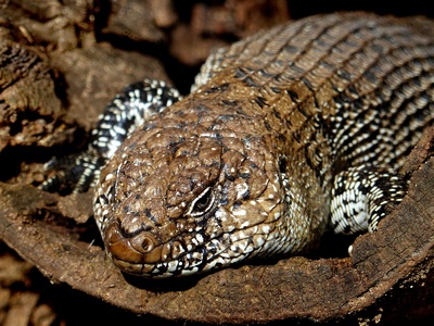 Banded Skink