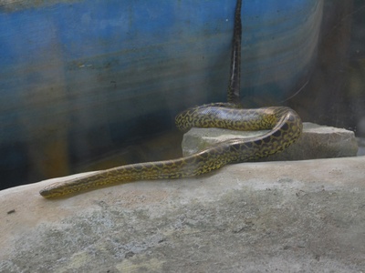 Banded Water Cobra