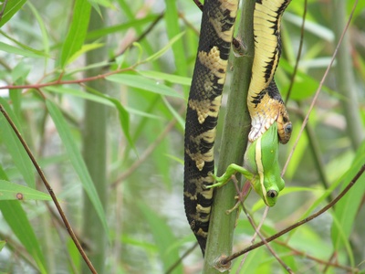Banded Water Snake