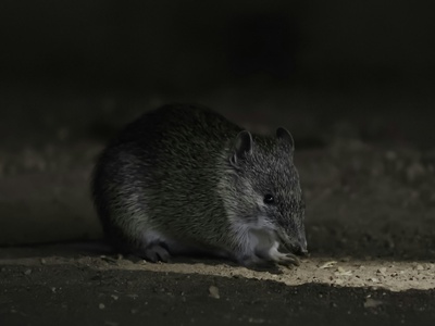 Bandicoot