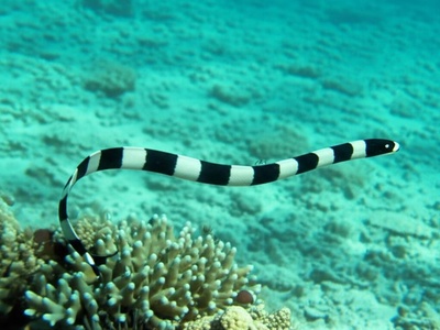 Bandy-bandy Sea Krait