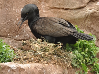 Bank Cormorant