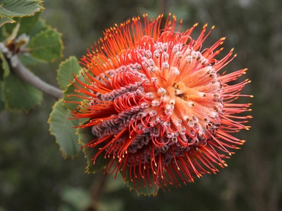 Banksia