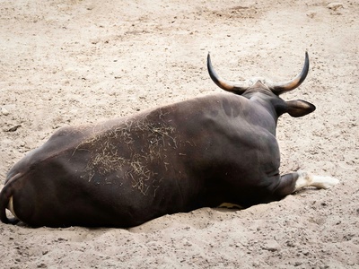 Banteng