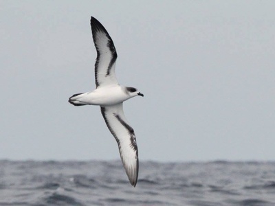 Barau's Petrel