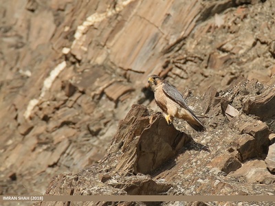 Barbary falcon