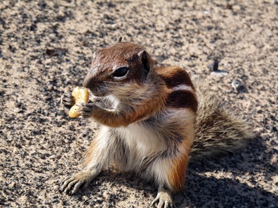 Barbary ground squirrel