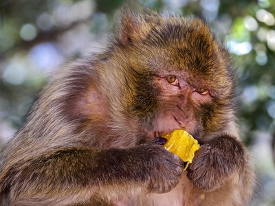 Barbary macaque
