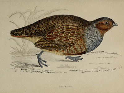 Barbary partridge