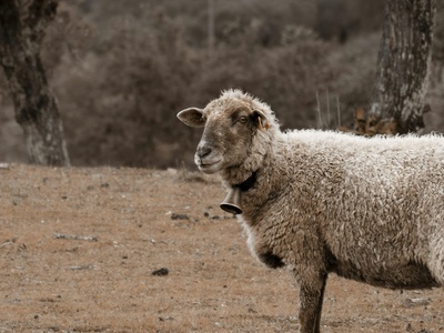 Barbary sheep