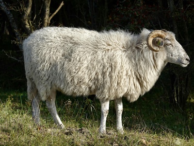 Barbary sheep