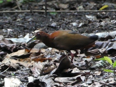 Bare-eyed Rail
