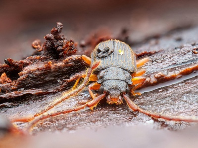 Bark beetles
