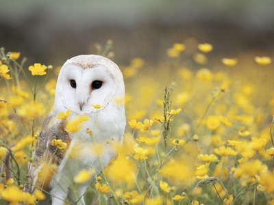 Barn Owl