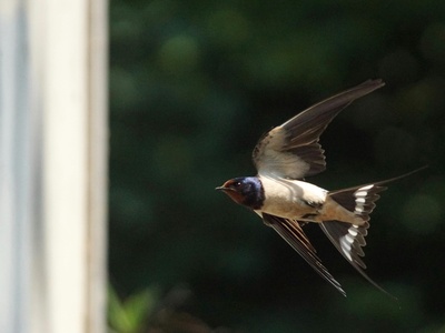 Barn Swallow