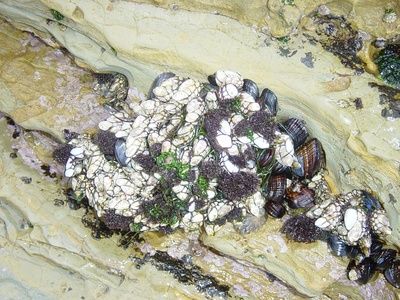 Barnacle