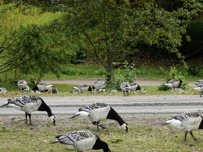 Barnacle Goose
