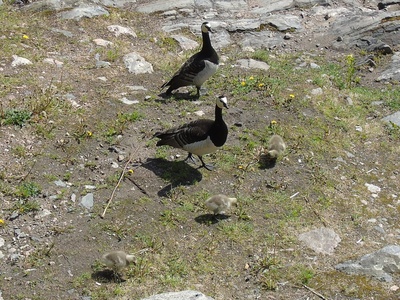Barnacle Goose