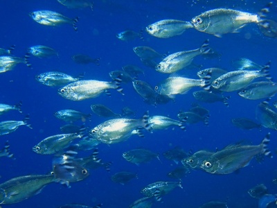 Barred Flagtail