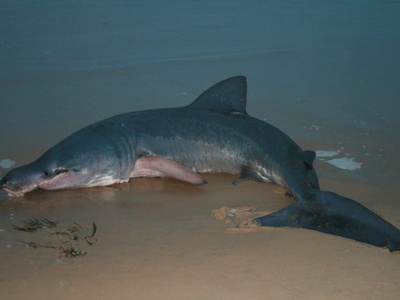 Basking Shark