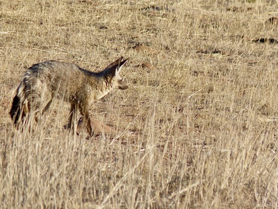 Bat-eared Fox