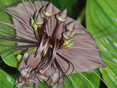 Bat flower