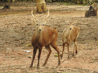 Bawean deer