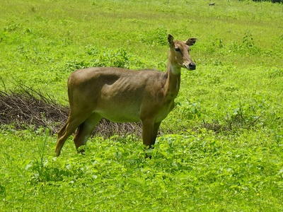 Bawean deer