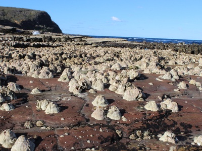 Bay Barnacle