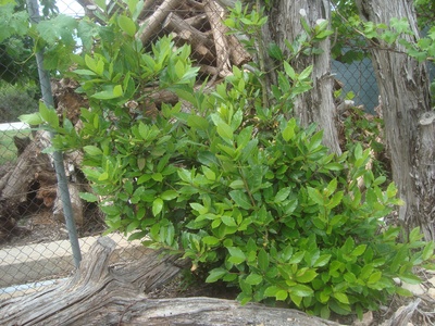 Bay Laurel