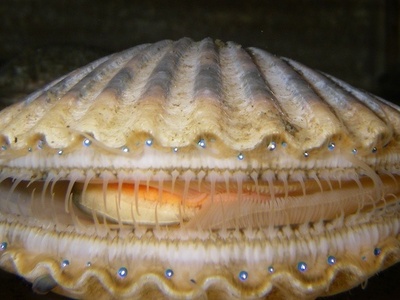 Bay scallop