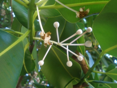 Beach calophyllum