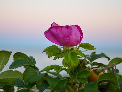 Beach Rose