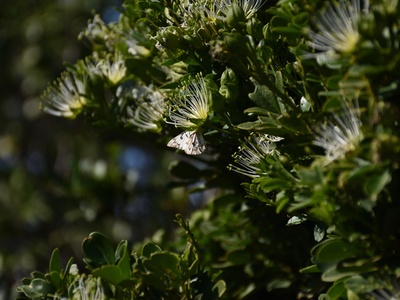 Bead-bean Tree
