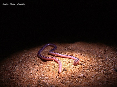 Beaked Blind Snake
