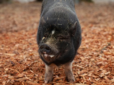 Bearded pig