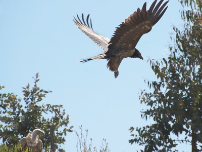 Bearded vulture (Lammergeier)