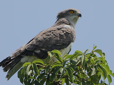 Beaudouin's Snake Eagle